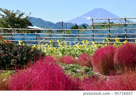 松田地膚之鄉（西平畑公園）的地膚、向日葵和富士山 95738887