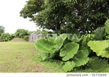 Alocasia leaves and nature that seems to be a tropical country spread over the ruins of Katsuren Castle in Okinawa 95738889