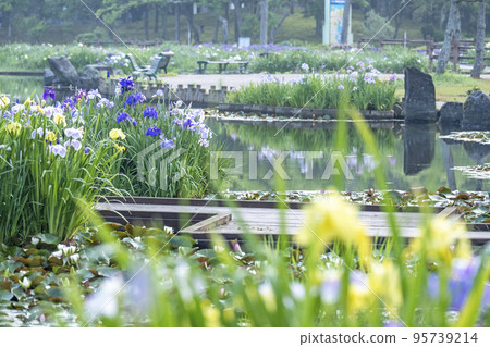 初夏公園 水面上反射的夏季彩色圖像 初夏公園 水面上反射的夏季彩色圖像 95739214