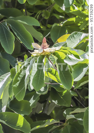 派克的花 派克的花 95739299