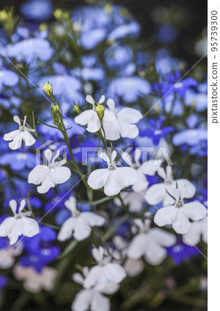 半邊蓮花 95739300