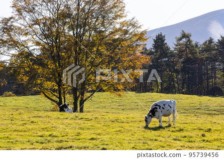 plateau ranch scenery 95739456