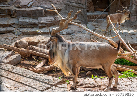 Close-up portrait of Markhor, Capra falconeri, wild goat native to Central Asia, Karakoram and the Himalayas Close-up portrait of Markhor, Capra falconeri, wild goat native to Central Asia, Karakoram and the Himalayas 95739830