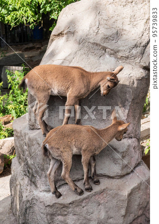 Markhor goatlings jump on the rocks. Markhor, Capra falconeri 95739833
