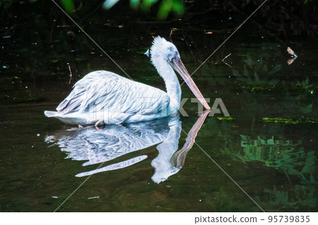 Great white pelican swimming in the lake. Great white pelican, Pelecanus onocrotalus, known as the eastern white pelican, rosy pelican. 95739835
