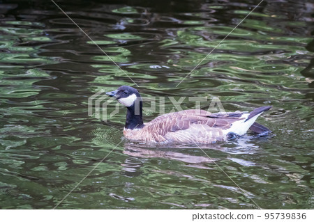 Canada goose, Branta canadensis, swimming in a lake. 95739836