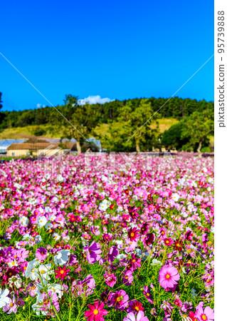 Aguri no Oka no Cosmos(長崎縣長崎市) Aguri no Oka no Cosmos(長崎縣長崎市) 95739888