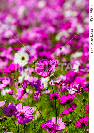 Aguri no Oka no Cosmos (Nagasaki City, Nagasaki Prefecture) 95739905