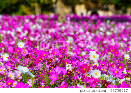 Aguri no Oka no Cosmos (Nagasaki City, Nagasaki Prefecture) Aguri no Oka no Cosmos (Nagasaki City, Nagasaki Prefecture) 95739917