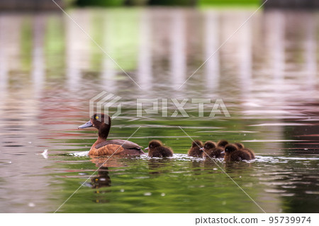 Female Tufted duck swims with her ducklings in green lake 95739974