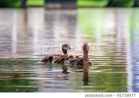 Tufted duck Family swims with their ducklings in green lake water. 95739977