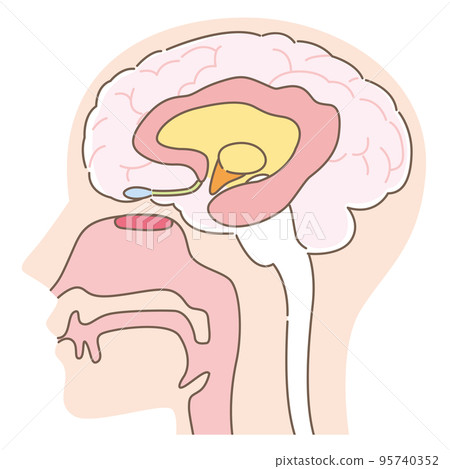 嗅覺上皮和大腦 無名稱 95740352