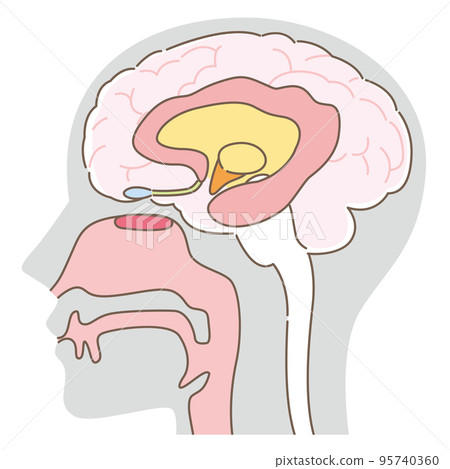 嗅覺上皮和大腦 無名稱（體灰色） 95740360