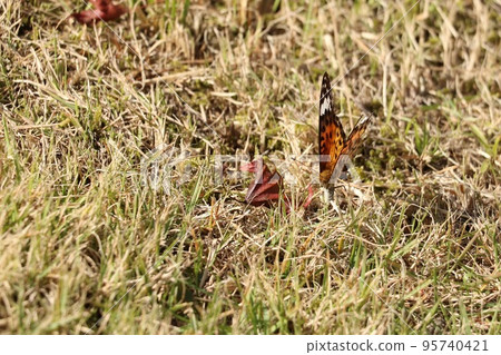 Laying black fritillary Laying black fritillary 95740421