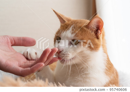 Stroking a cat, brown tabby white Stroking a cat, brown tabby white 95740606