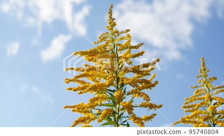 Goldenrod in the blue sky Goldenrod in the blue sky 95740804