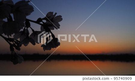sunset and cherry blossom silhouette sunset and cherry blossom silhouette 95740909
