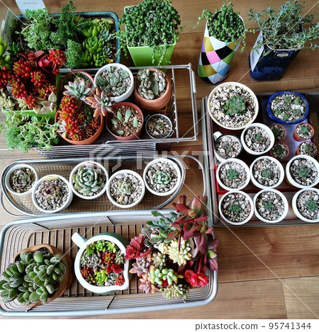 Succulent replanting 95741344