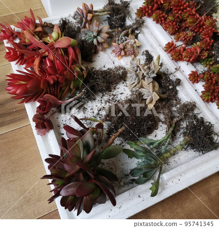 Succulent replanting Succulent replanting 95741345