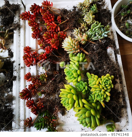 Succulent replanting Succulent replanting 95741348