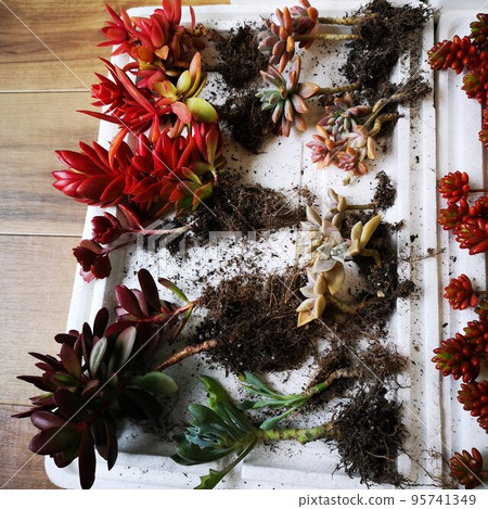 Succulent replanting Succulent replanting 95741349