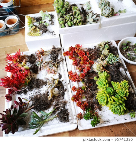 Succulent replanting Succulent replanting 95741350