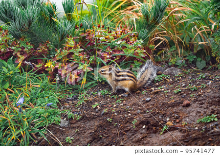 Ezoshimarisu 95741477