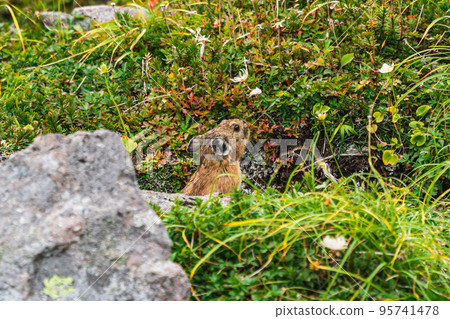 Ezo頑皮的兔子 95741478