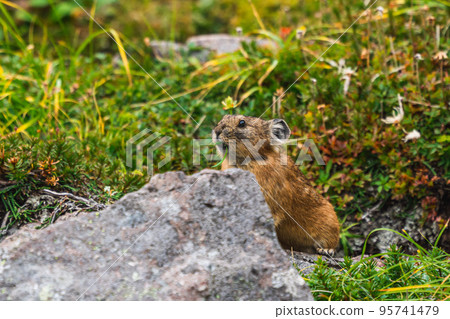 Ezo頑皮的兔子 95741479