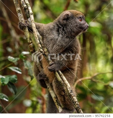 Eastern lesser Bamboo lemur - Hapalemur griseus - holding to a thin tree, closeup detail to furry face looking to side Eastern lesser Bamboo lemur - Hapalemur griseus - holding to a thin tree, closeup detail to furry face looking to side 95742258