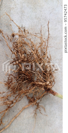 為植物提供大量營養的根 為植物提供大量營養的根 95742473