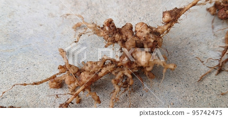 與豆科植物共生的根瘤菌 95742475