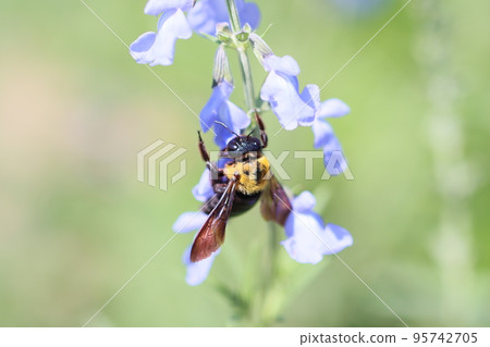 丹參天藍花和木匠蜂 95742705