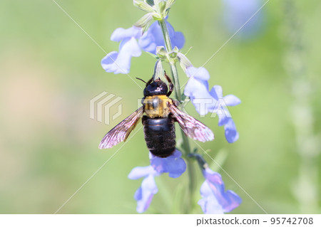 Salvia azurea flower and carpenter bee Salvia azurea flower and carpenter bee 95742708