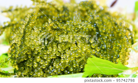 Sea grapes (Kubirezuta) Sea grapes (Kubirezuta) 95742798