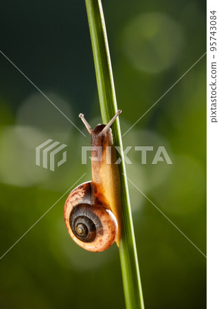 Climbing on grass garden snail 95743084