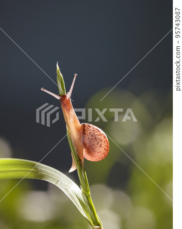 Snail climbing on grass top Snail climbing on grass top 95743087