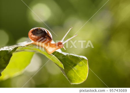 Snail with long eyestalks 95743089