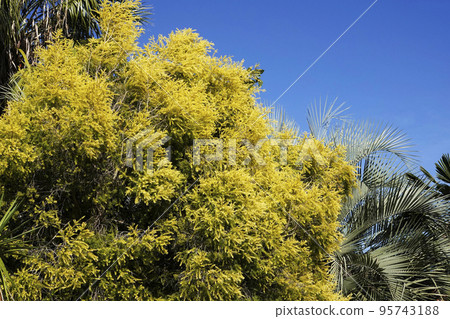 The revolution gold tree that has grown big and shines in the autumn sky 95743188