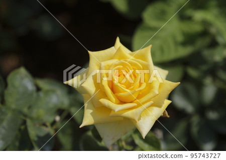 Arao City Ominous Citizen Flower Bed Rose Flower, 95743727