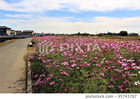 Washinomiya Cosmos Festa Washinomiya Cosmos Festa 95743787