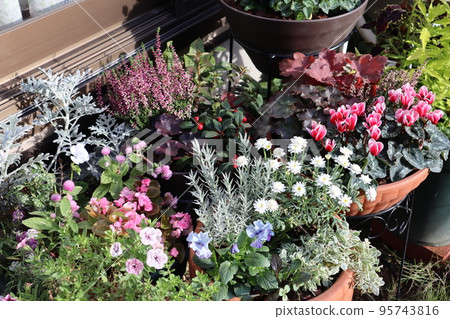 後院種滿了秋冬花草 95743816