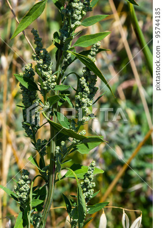 Lambs quarter flowers Lamb's quarter Chenopodium album is a roadside weed, but the young leaves are edible 95744185