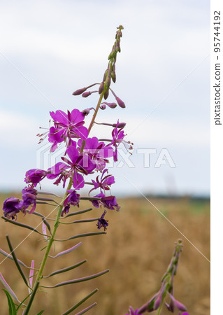 Closeup of pink flower of rosebay willowherb Chamaenerion angustifolium on light green background Closeup of pink flower of rosebay willowherb Chamaenerion angustifolium on light green background 95744192