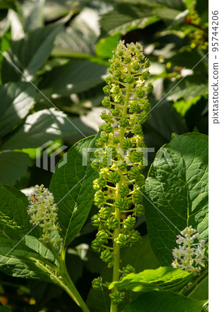 Herbal plants Herbal plants 95744206