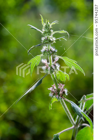 Leonurus cardiaca, known as motherwort. Other common names include throw-wort, lion's ear, and lion's tail. Medicinal plant. Grows in nature Leonurus cardiaca, known as motherwort. Other common names include throw-wort, lion's ear, and lion's tail. Medicinal plant. Grows in nature 95744207