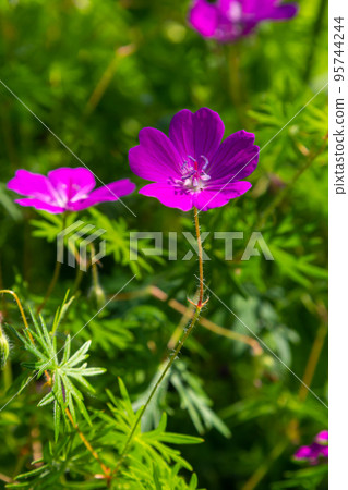 Purple flowers of Wild Geranium maculatum close up. Spring nature, spring garden. Geranium maculatum, the wild geranium is a perennial plant native to woodland Purple flowers of Wild Geranium maculatum close up. Spring nature, spring garden. Geranium maculatum, the wild geranium is a perennial plant native to woodland 95744244