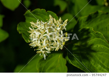 Cornus sanguinea, the common dogwood white blossoms with green leaves around . spring flower Viburnum lantana Cornus sanguinea, the common dogwood white blossoms with green leaves around . spring flower Viburnum lantana 95744247