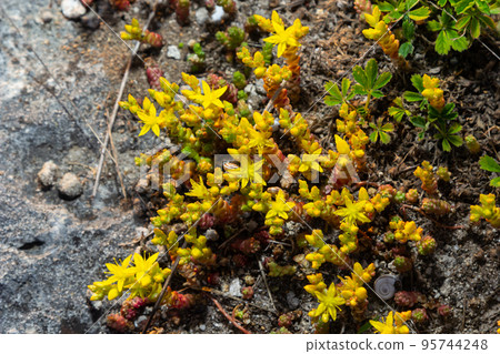 Sedum acre, Sedum album is the perennial herbaceous succulent plant with numerous rising stems covered with small thick leaves Sedum acre, Sedum album is the perennial herbaceous succulent plant with numerous rising stems covered with small thick leaves 95744248