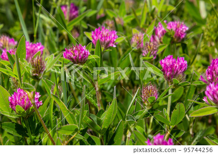Trifolium pratense. Thickets of a blossoming clover. Red clover plants in sunshine. Honey bee at red clover flower. Flowering field with red clover and green grass Trifolium pratense. Thickets of a blossoming clover. Red clover plants in sunshine. Honey bee at red clover flower. Flowering field with red clover and green grass 95744256